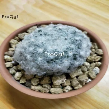 

Ngryise 3Pcs A Set Mammillaria plumosa