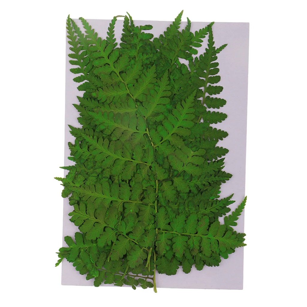 12x Pressed Dried Flowers Dry Leaves For DIY Art Craft Bookmark Cards Making Dried Flower Real Dried Flowers Resin Craft Diy