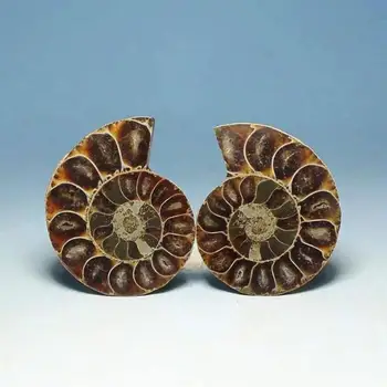 

Natural Spotted Snail With Sliced Snail Ammonite Disc Fossil Rough Conch Specimen