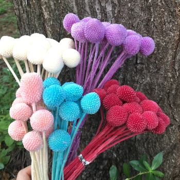 

20pcs Preserved Craspedia ,Nature Decorative Eternell Flower,Christmas Wedding Favor Home Room Gift Decoration ,Eternelle Rose