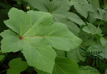 

Abelmoschus Esculentus Yellow Okra Ochro Huang-Qiukui