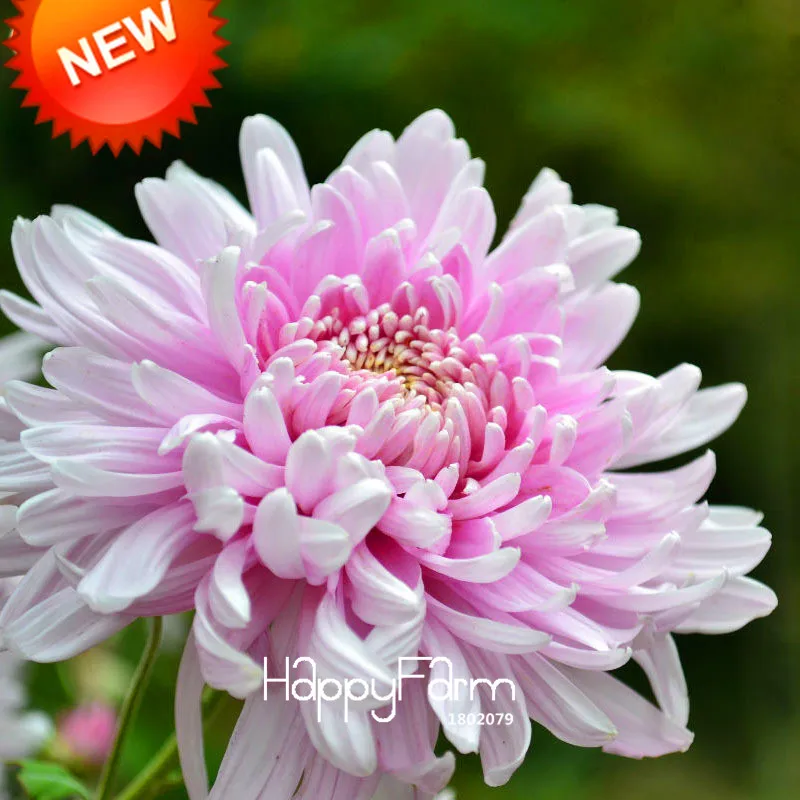 

Loss Promotion!100 pcs/lot Beautiful Light Pink Chrysanthemum Bonsai Morifolium Plants DIY Gardening Flower Potted Plant,#L20C6