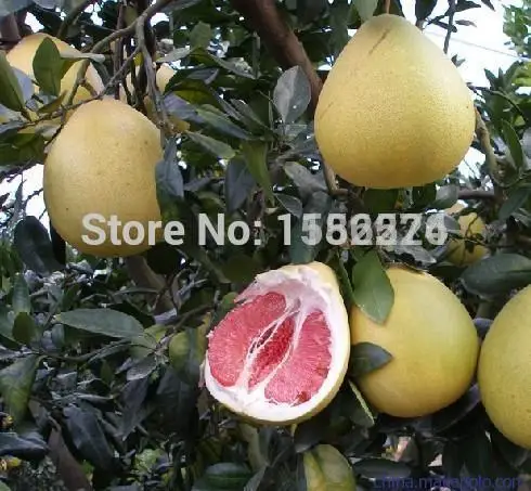 

10pcs Red Pomelo Tree OoGrapefruit Shaddock Great Taste Fruit semillas