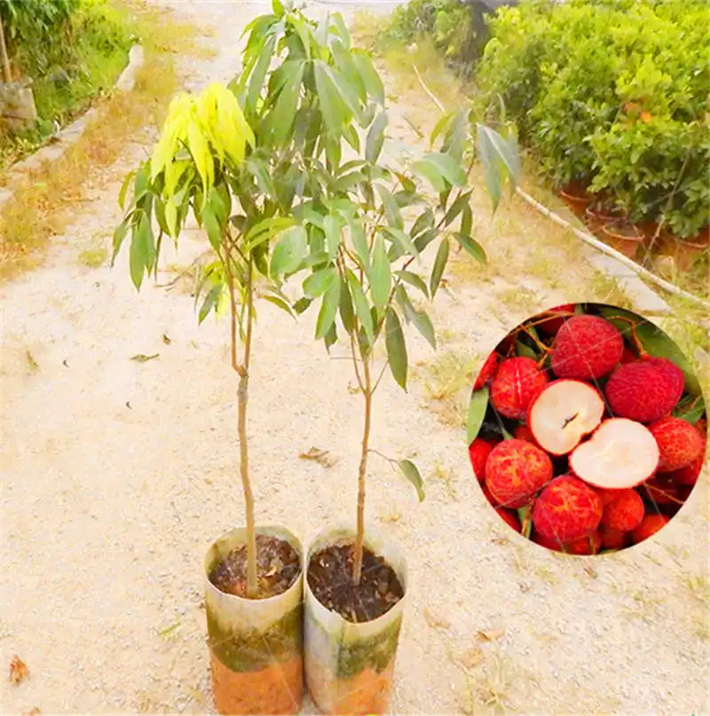 2PCS/BAG Lychee Bonsai Plant Healthy Fruit Garden Sweet And Delicious Home Garden Decoration Pot Plants - buy at the price of $0.22 in aliexpress.com | imall.com 2PCS/BAG Lychee Bonsai Plant Healthy Fruit Garden Sweet And Delicious Home Garden Decoration Pot Plants - buy at the price of $0.22 in aliexpress.com | imall.com