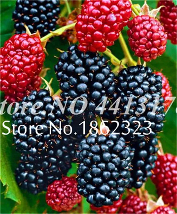 200 шт Heirloom Blackberry фрукты Сладкие черные ягоды гигантские Blackberry Тройная Корона Blackberry Черный тутовник бонсай фрукты