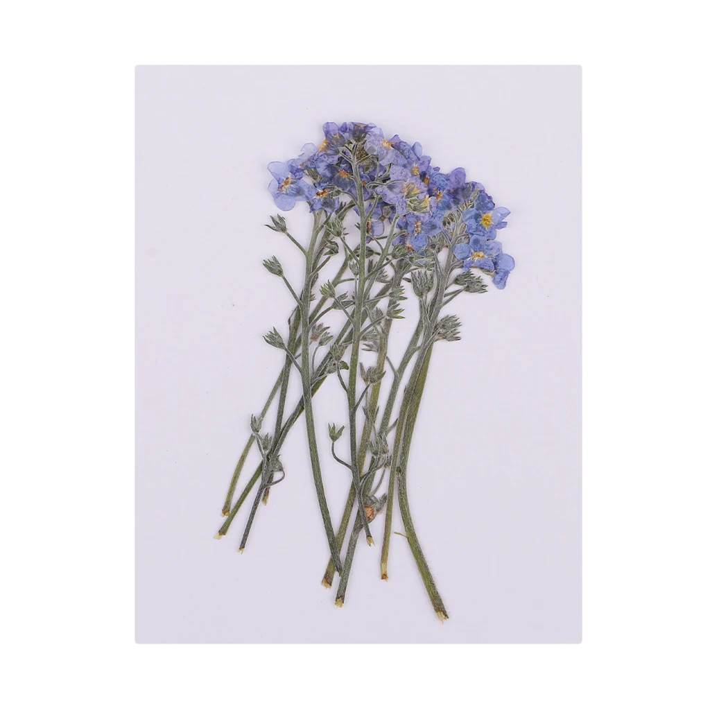 10x Pressed Flowers Dried Flowers Forget-me-not Floral Crafts Phone Case DIY Scrapbooking Card Making Nail Art Supplies