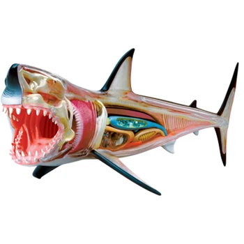 

4d Master Assembled Toy Animal Biological Shark Organ Anatomy Medicine Primary School Middle School Teaching Research Model Toy