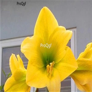 7 Ngryise 3 шт. набор Hippeastrum Amaryllis - Цвет: 7