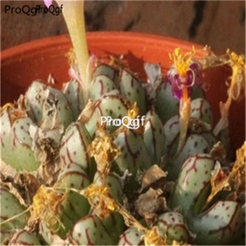 

Ngryise 100pcs Conophytum tantillum ssp heleniae
