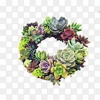 彩色多肉花圈png图片素材免费下载 图片编号ymrokboq Pngbag素材网