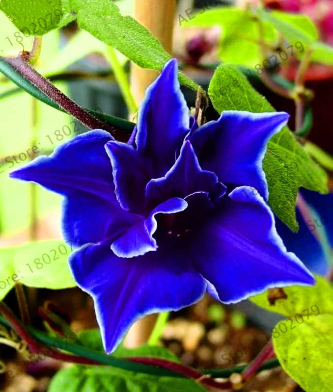 Новинка! 50 шт./пакет висит Петуния смешанные floresling, семена редкой петунии, карликовые деревья “утреннее сияние” растения, завод солнечной энергии для домашнего авангард