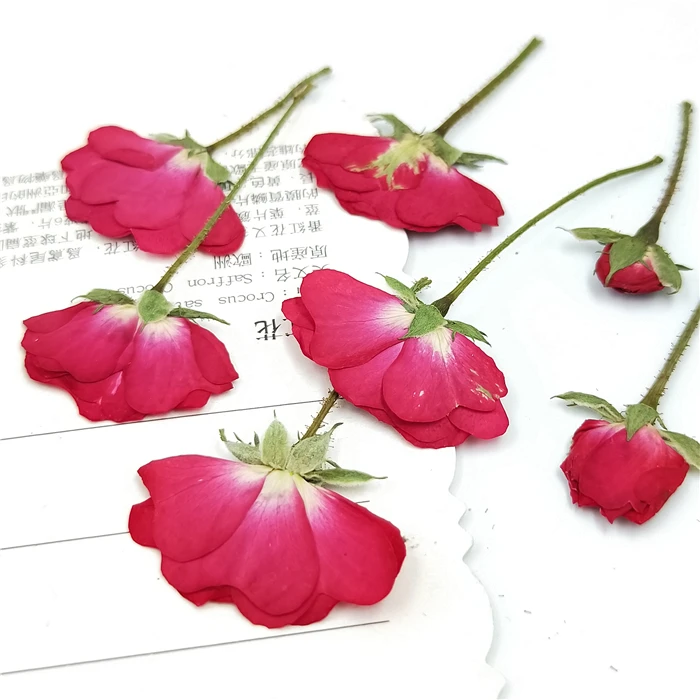 Description Picture 3 of item20-24pcs,Natural Pressed Roses with stem,Eternal Dried rose Flower for DIY Wedding invitations Craft Photo Bookmark Gift Cards