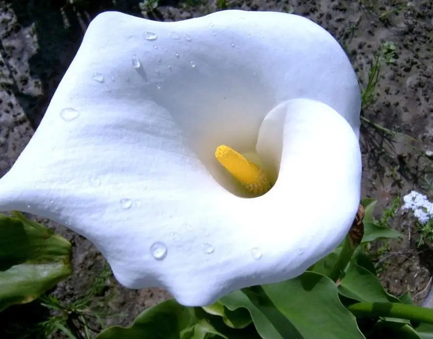 2 bulbos de lirio de cala para cultivo de plantas, plantas exóticas en  maceta, resistentes, con Corms mágicos fragantes para el hogar y el jardín  al aire libre - AliExpress Hogar y jardín