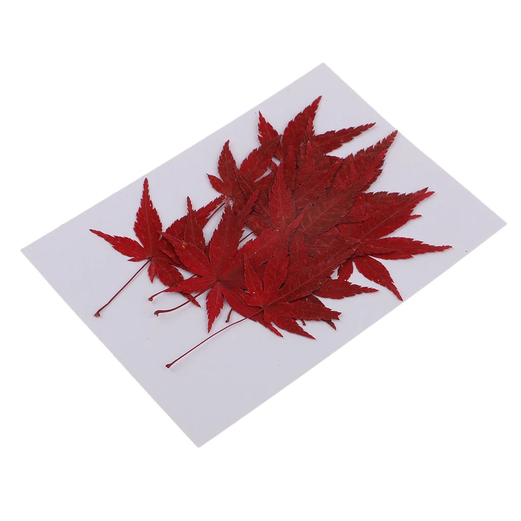 12pcs Pressed Real Dried Flower Maple Leaf For DIY Soap Candle Making Decor
