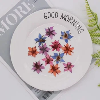 

60pcs Pressed Dried Borago officinalis Linn Flower Plant Herbarium For Jewelry Postcard Bookmark Invatation Card DIY Making