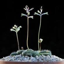 100 шт Свежие настоящие лаченалия трихофилла суккулент