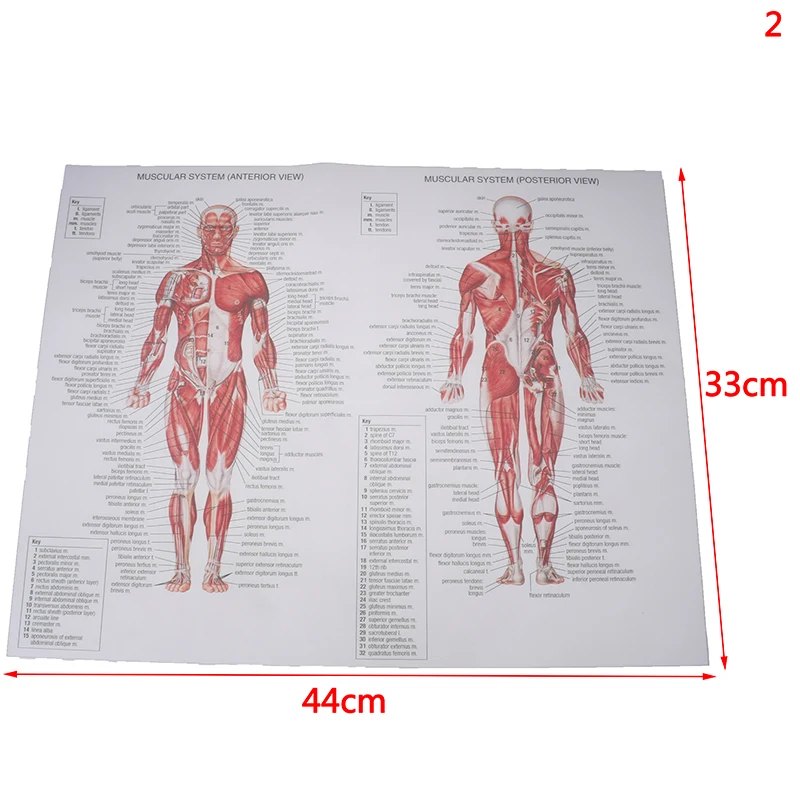 Горячая печать карта тела шелковая картина Настенная картина Анатомия Мышц Человека система художественный плакат для медицинского образования больница массаж карта - Цвет: 10