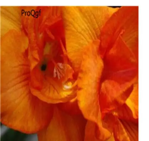 15 Ngryise 20 шт набор Freesia hybrida - Цвет: 15