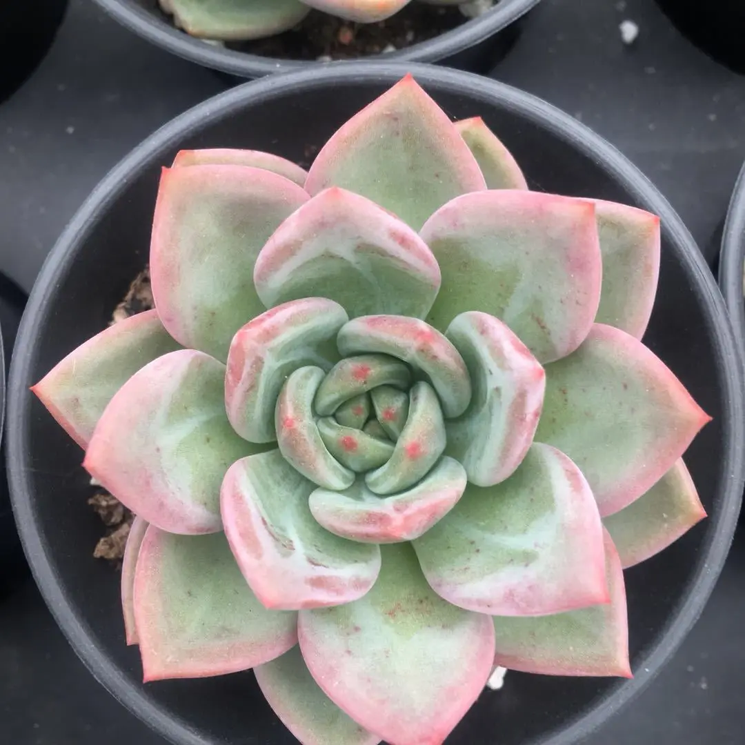 

White Night Champagne 5-6 Cm Single-head Succulents Base Wholesale