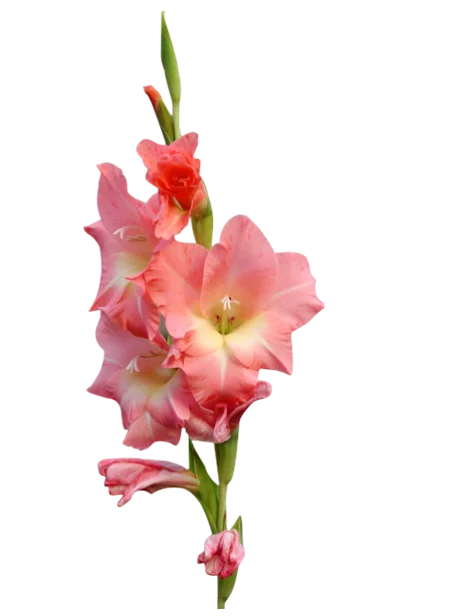 4 шт Gladiolus лепесток Veiner силиконовая форма торт шоколадный помадка Gumpaste сахарная глина цветок формы для украшения торта DIY CS390