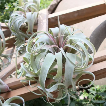 

new arrival artificial air plant Tillandsia artificial plant succulent Pineapple leaf