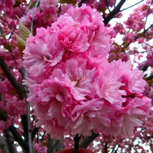 Большая распродажа! карликовое дерево, растения японской сакуры, редкие японские цветки вишни, розовые цветы для сада, Комнатные растения, карликовые деревья, 15 шт./партия