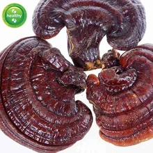 Lingzhi selvagem reishi cogumelo orgânico gannoderma liucium brilhante ganoderma