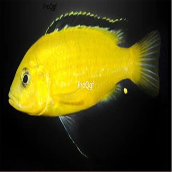 

Ngryise 1Pcs A Set labidochromis caeruleus feizhouwangzi