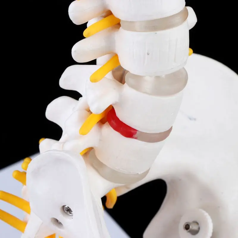 45cm Flexible Human Spinal Column Vertebral Lumbar Curve Anatomical Model Anatomy Spine Medical Teaching Tool