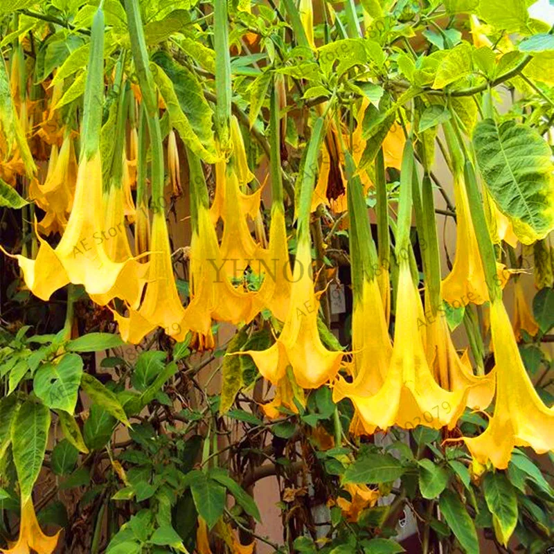 Свежий 100 шт редкий Datura бонсай бругмансия Suaveolens фламенко Красивая Мандала Цветок садовый многолетник Горшечное растение - Цвет: 15