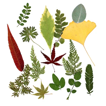 

15Pcs Natural Pressed Dried Flower Fern Leaves for DIY Arts Crafts Scrapbooking 15x20cm Wedding home Decorations