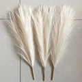 Cream-colored