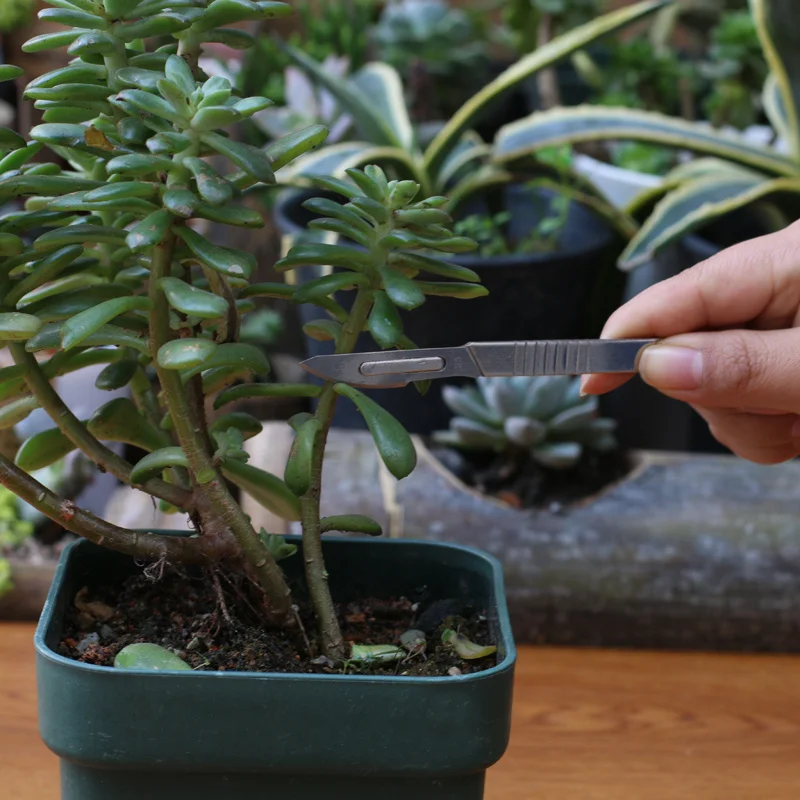 Профессиональный нож для прививки резак обрезки саженцев суккулентные растения