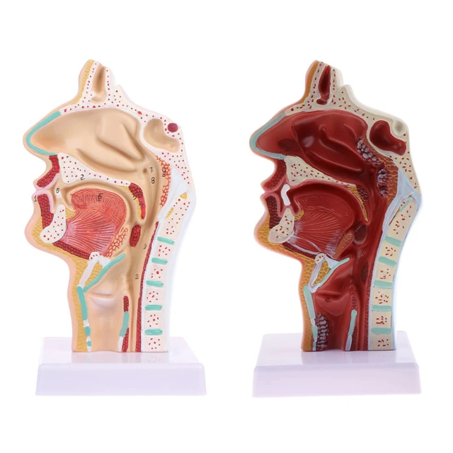 Modèle D'enseignement De L'anatomie, Taille Réelle 1:1, Pour Femme