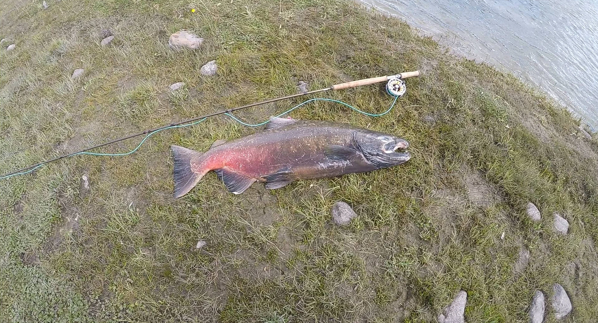 沢田賢一郎 CAPRUS Power Spey 8ft 6 #5〜6 沢田賢一郎 CAPRUS Power