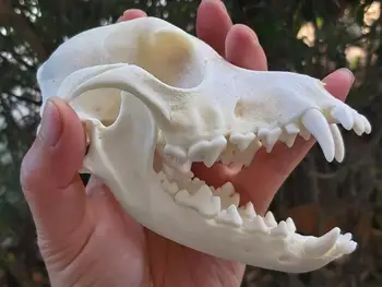 

top quality Grade A Real Coyote Skull Decorative Wolf Birthday Taxidermy Skeleton fang Gifts real home dog from nature dead