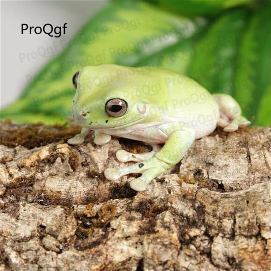 Prodgf 1 шт набор liza