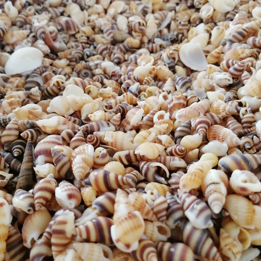 Resin Mold Shell Jewelry Filling-Tools Filler-Decoration Conch Diy Epoxy Ocean-Style