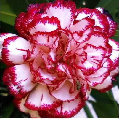4 500 шт Dianthus caryophyllus 'Giant Chabaud Mixed' дикая Гвоздика домашний сад - Цвет: 4
