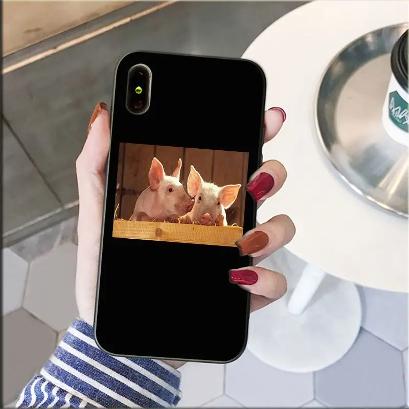 Cute Little Pink Pet Pig