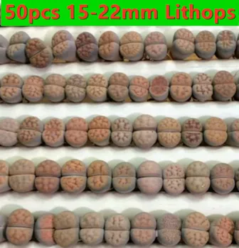 

50pcs Live Lithops Karasmontana 15-22mm Not Seed rare succulent plant living stone not cactus FREE SHIPPING