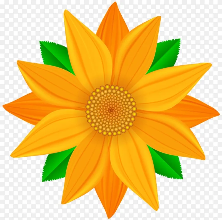 普通向日葵剪贴画-花png图片素材免费下载_图片编号3451011-png素材网