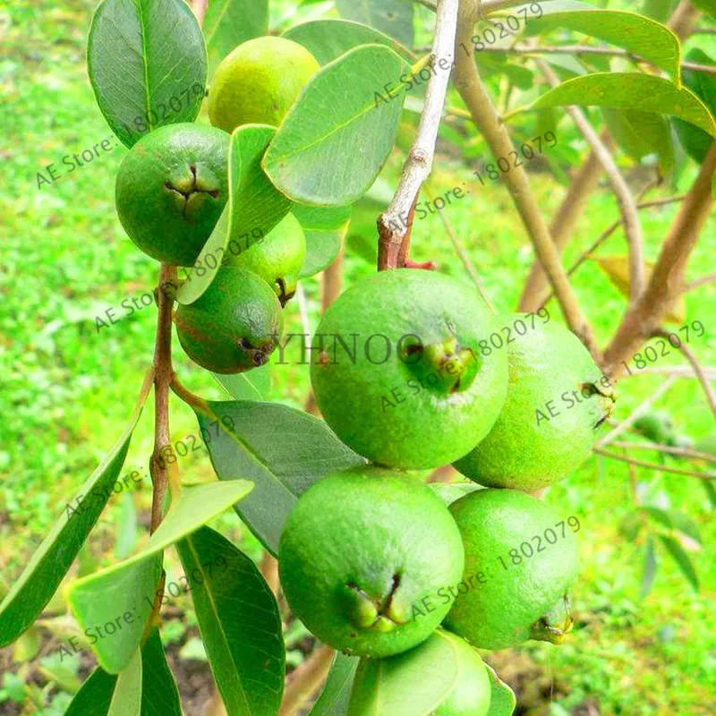 Домашний сад бонсай свежие плоды гуава Psidium Guajava Таиланд, розового цвета, больших свежие фрукты, сладких фруктов, 103 шт./пакет