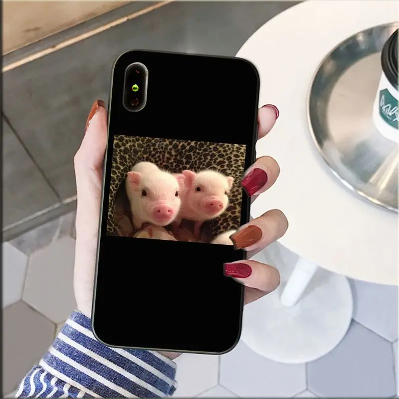 Cute Little Pink Pet Pig