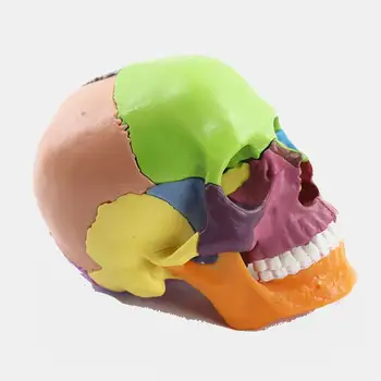 

Medical teaching model 4D Color disassembled skull anatomical model,for medical teaching,art sculpture,dental model