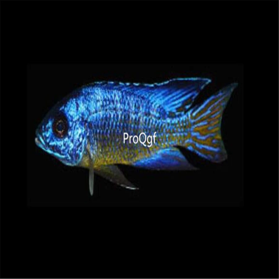 Ngryise 1Pcs A Set mbj Poecilia reticulata