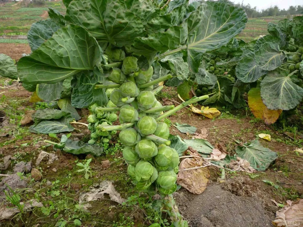 100 шт Высокое качество Brassica oleracea s-органические овощи