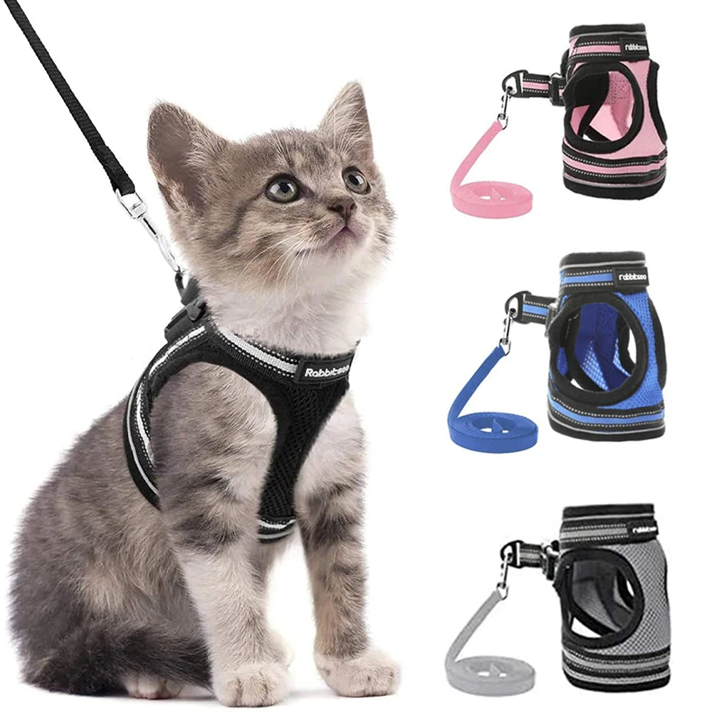 kitten harness kmart