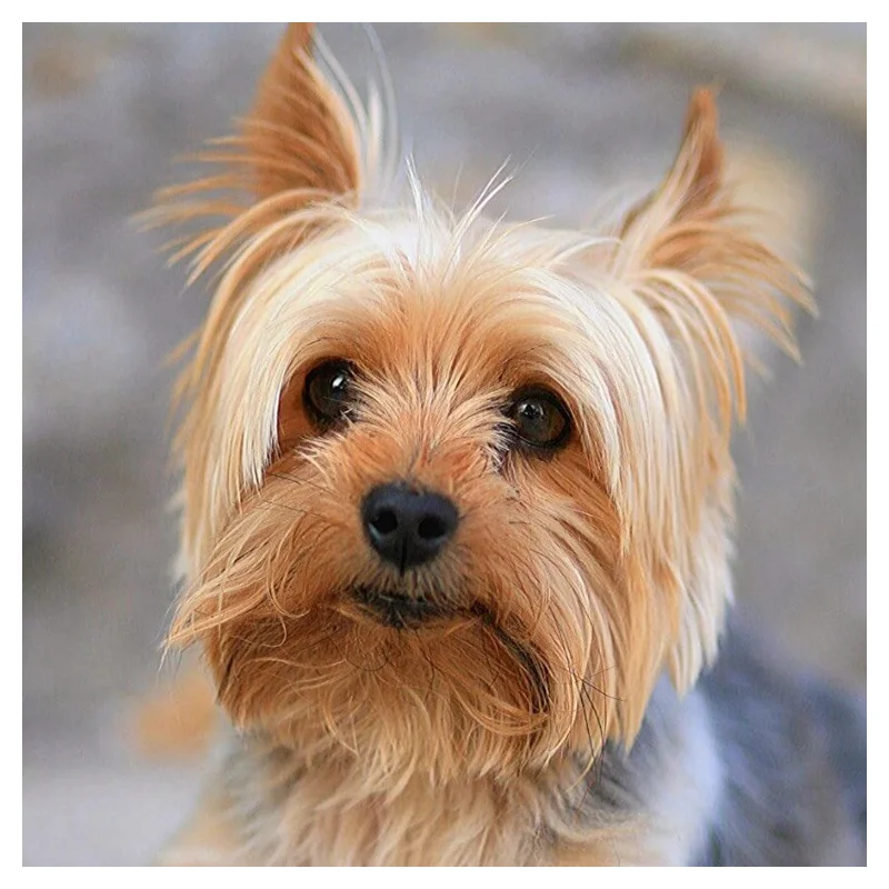 

Diamond embroidery 5D pet dog close-up animal diamond painting cross stitch square rhinestone mosaic