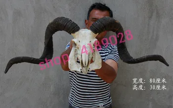 

100% genuine, prairie sheep, goat skull 7#, craftwork ornament